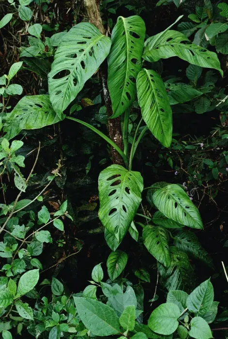 Framed Print : Monstera (Monstera sp) vine growing at base of tree in rainforest, Panama Framed Print : Monstera (Monstera sp) vine growing at base of tree in rainforest, Panama