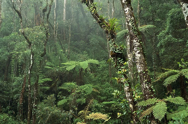 Montane rainforest interior at 7, 000 feet elevation, Mt Kinabalu, Mt Kinabalu National Park