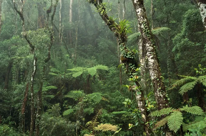 Framed Print : Montane rainforest interior at 7, 000 feet elevation, Mt Kinabalu, Mt Kinabalu National Park Framed Print : Montane rainforest interior at 7, 000 feet elevation, Mt Kinabalu, Mt Kinabalu National Park