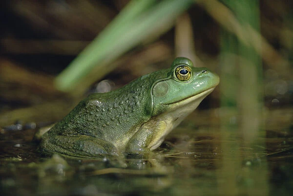 Montevideo Treefrog (Hyla pulchella), Ontario, Canada