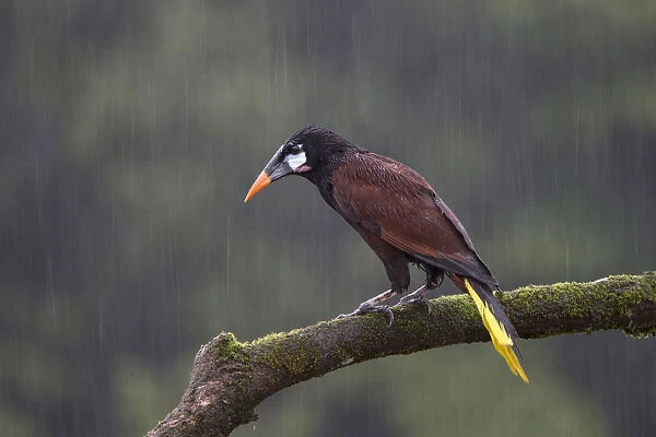 Montezuma Oropendola (Psarocolius montezuma) during rainfall, Costa Rica