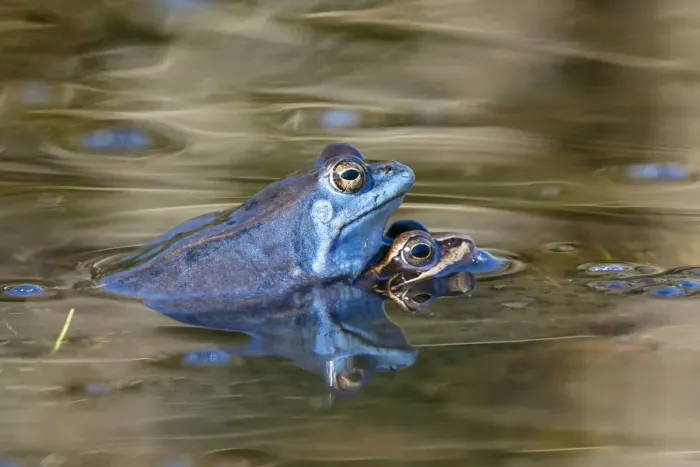 Framed Print : Moor Frog (Rana arvalis) pair in amplexus, Bavaria, Germany Framed Print : Moor Frog (Rana arvalis) pair in amplexus, Bavaria, Germany