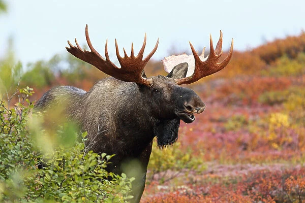 Moose (Alces alces) bull exhibiting flehmen response, Denali National Park and Preserve, Alaska, United States