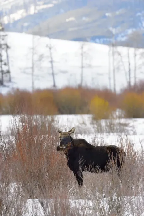 Framed Print : Moose (Alces alces) bull in the snow, Yellowstone National Park, Wyoming, United States Framed Print : Moose (Alces alces) bull in the snow, Yellowstone National Park, Wyoming, United States