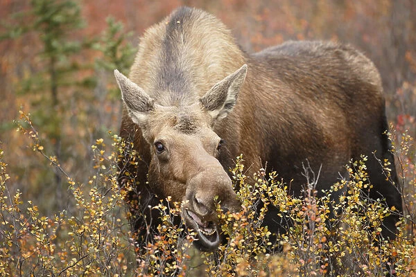 Moose (Alces alces) cow feeding on vegetation, Denali National Park and Preserve, Alaska, United States