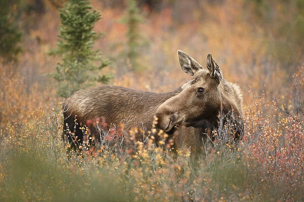 Moose (Alces alces) cow standing in vegetation, Denali National Park and Preserve, Alaska, United States