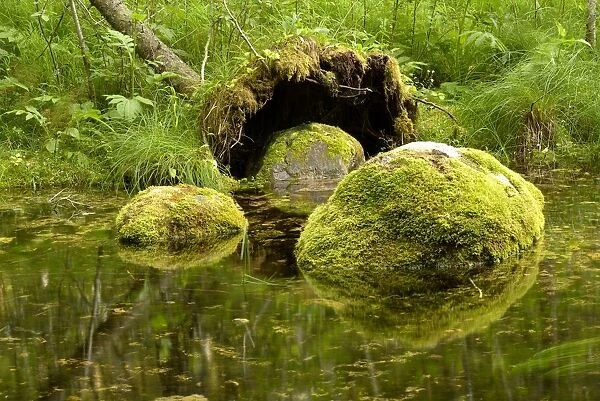 Moss-covered boulders in a forest river in Endla Nature Reserve, Jarva, Estonia