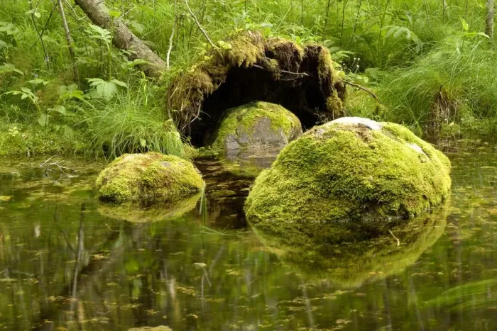 Framed Print : Moss-covered boulders in a forest river in Endla Nature Reserve, Jarva, Estonia Framed Print : Moss-covered boulders in a forest river in Endla Nature Reserve, Jarva, Estonia