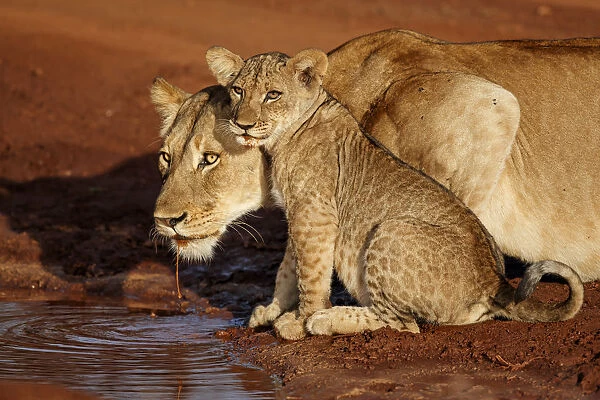 A mother Lioness (Panthera leo) and one of her cubs are drinking in the early morning in