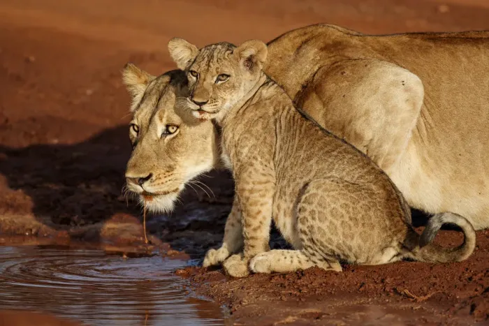 Framed Print : A mother Lioness (Panthera leo) and one of her cubs are drinking in the early morning in Framed Print : A mother Lioness (Panthera leo) and one of her cubs are drinking in the early morning in