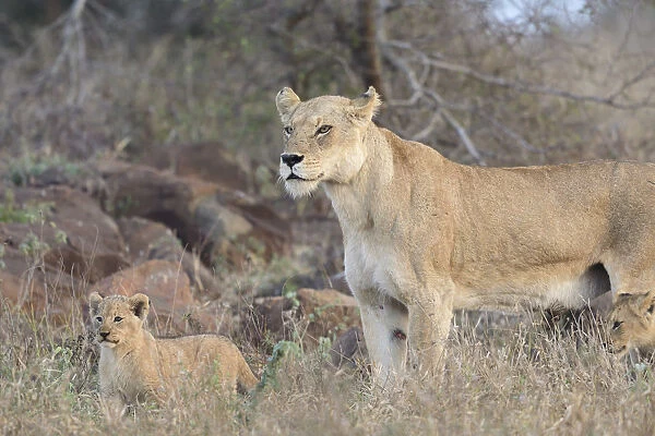 A mother Lioness (Panthera leo) and one of her cubs are walking along, Kruger NP