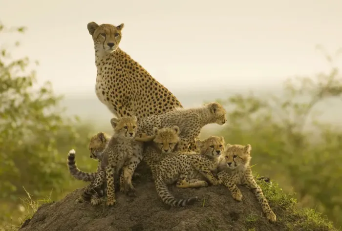 Framed Print : Mother and six young cheetah (Acynonyx jubatus) cubs resting on termite mound in early Framed Print : Mother and six young cheetah (Acynonyx jubatus) cubs resting on termite mound in early