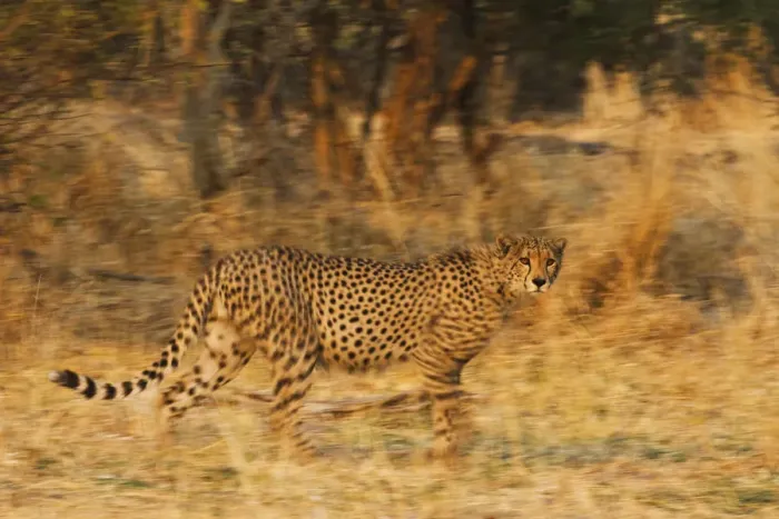 Framed Print : A motion-blur image of a running cheetah (Acinonyx jubatus), Botswana, Khwai River Framed Print : A motion-blur image of a running cheetah (Acinonyx jubatus), Botswana, Khwai River