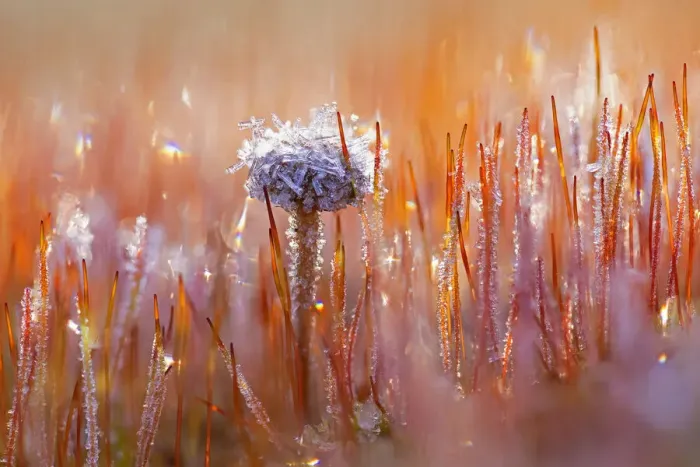 Framed Print : Mountain Moss Psilocybe (Deconica montana) and Bristly Haircap (Polytrichum piliferum) covered with ice crystals, Amsterdamse Waterleidingduinen, Noord-Holland Framed Print : Mountain Moss Psilocybe (Deconica montana) and Bristly Haircap (Polytrichum piliferum) covered with ice crystals, Amsterdamse Waterleidingduinen, Noord-Holland