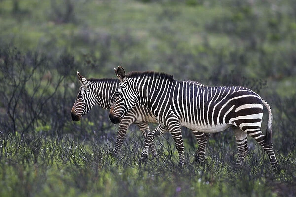 Mountain Zebra (Equus zebra) pair, Bontebok National Park, South Africa, South Africa