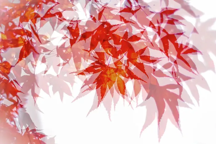 Framed Print : Multiple exposure of the foliage of the Japanese Maple (Acer palmatum), Clingendael Estate, Zuid-Holland, The Netherlands Framed Print : Multiple exposure of the foliage of the Japanese Maple (Acer palmatum), Clingendael Estate, Zuid-Holland, The Netherlands