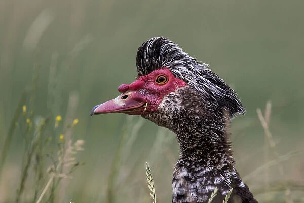 Muscovy Duck (Cairina moschata) portrait, Noord Brabant, Netherlands