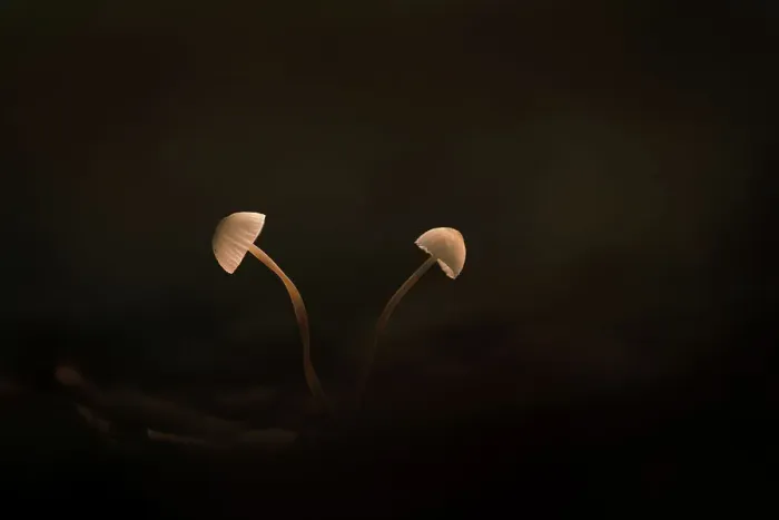 Framed Print : Two mushrooms against a black background, The Netherlands Framed Print : Two mushrooms against a black background, The Netherlands