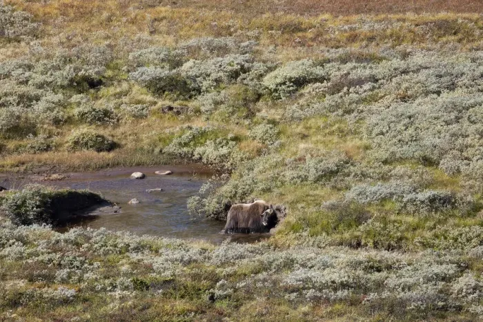 Framed Print : muskox (Ovibos moschatus) male in litle pond in landscape, Dovrefjell, Kongsvoll, Norway Framed Print : muskox (Ovibos moschatus) male in litle pond in landscape, Dovrefjell, Kongsvoll, Norway