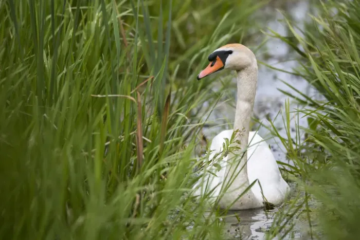 Framed Print : Mute swan (Cygnus olor) in channel amongst grasses, Tartu region, Estonia, Estonia Framed Print : Mute swan (Cygnus olor) in channel amongst grasses, Tartu region, Estonia, Estonia