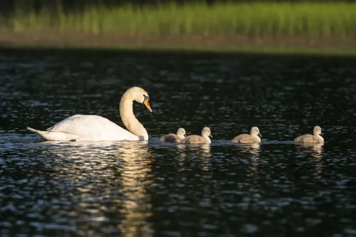 Framed Print : Mute swan (Cygnus olor) with cygnets on lake, Tartu region, Estonia, Tartu region Framed Print : Mute swan (Cygnus olor) with cygnets on lake, Tartu region, Estonia, Tartu region