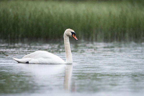 Mute swan (Cygnus olor) at edge of lake in rain, Tartu region, Estonia, Tartu region
