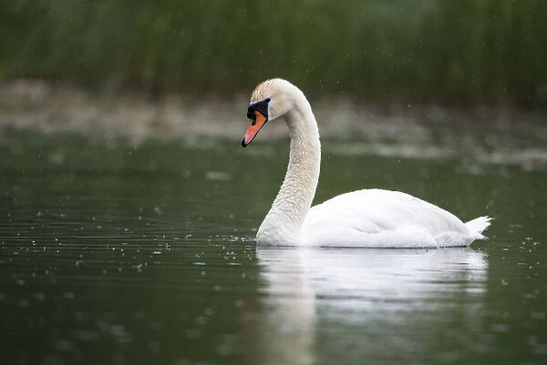 Mute swan (Cygnus olor) at edge of lake in rain, Tartu region, Estonia, Tartu region
