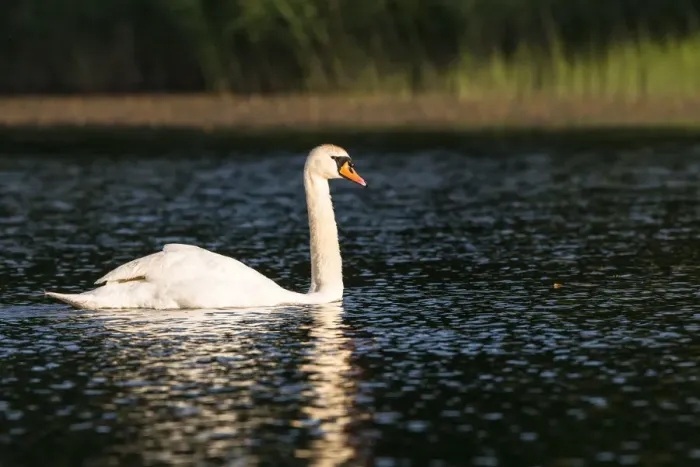 Framed Print : Mute swan (Cygnus olor) on lake, Tartu region, Estonia, Tartu region, Estonia Framed Print : Mute swan (Cygnus olor) on lake, Tartu region, Estonia, Tartu region, Estonia