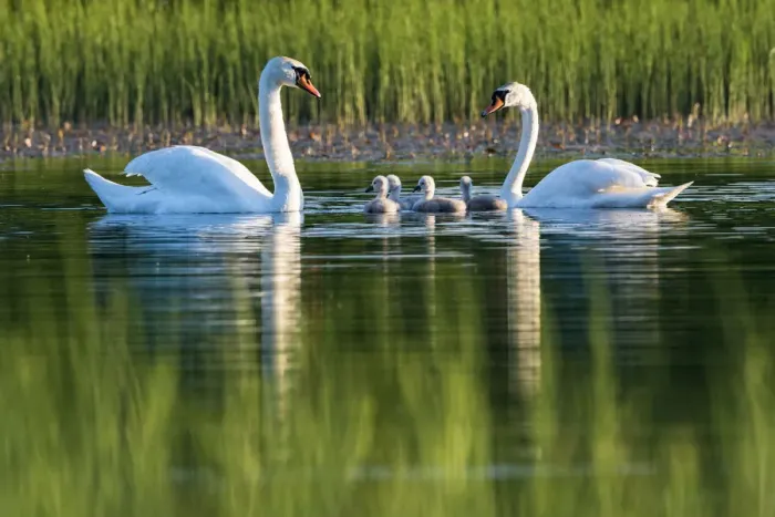 Framed Print : Mute swans (Cygnus olor) with cygnets at edge of lake, Tartu region, Estonia, Tartu region Framed Print : Mute swans (Cygnus olor) with cygnets at edge of lake, Tartu region, Estonia, Tartu region