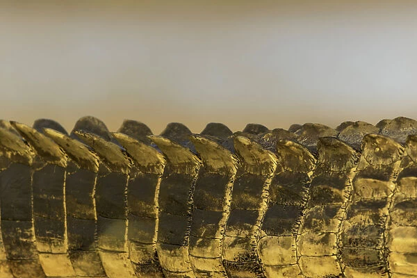 Nile Crocodile (Crocodylus niloticus) detail, Mpumalanga, South-Africa