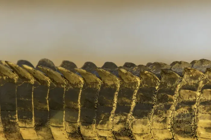 Framed Print : Nile Crocodile (Crocodylus niloticus) detail, Mpumalanga, South-Africa