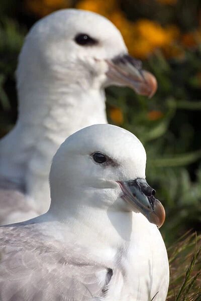 Northern Fulmar (Fulmarus glacialis) resting couple in close up, lindisfarne national nature reserve, Holy Island, northumberland, United Kingdom
