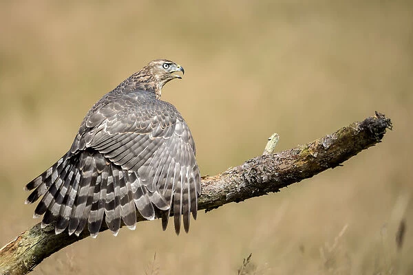 Northern Goshawk (Accipiter Gentilis) male perched on a branch and mantling his prey