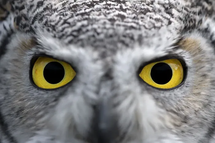 Framed Print : Northern Great Horned-owl (Bubo Virginianus subarticus) close-up eyes looking at camera Framed Print : Northern Great Horned-owl (Bubo Virginianus subarticus) close-up eyes looking at camera