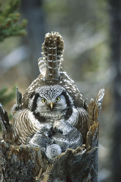 Northern Hawk Owl (Surnia ulula) at nest with chicks, Alaska