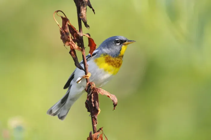 Framed Print : Northern Parula (Setophaga americana) male, Canada Framed Print : Northern Parula (Setophaga americana) male, Canada