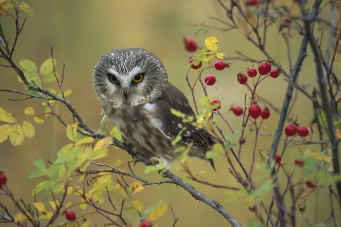 Framed Print : Northern Saw-whet Owl (Aegolius acadicus) perching in a wild rose bush, British Columbia Framed Print : Northern Saw-whet Owl (Aegolius acadicus) perching in a wild rose bush, British Columbia