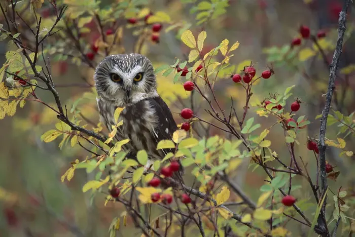 Framed Print : Northern Saw-whet Owl (Aegolius acadicus) perching in a wild rose bush, British Columbia Framed Print : Northern Saw-whet Owl (Aegolius acadicus) perching in a wild rose bush, British Columbia