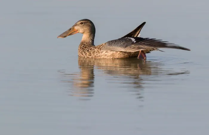 Framed Print : Northern Shoveler (Anas clypeata) female stretching wing on the water, Oostvaardersplassen Framed Print : Northern Shoveler (Anas clypeata) female stretching wing on the water, Oostvaardersplassen