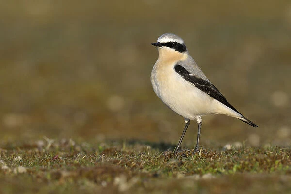 Northern Wheatear (Oenanthe oenanthe), Noord-Holland, The Netherlands