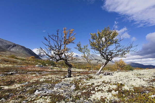 northren landscape with two birch trees in Straumbu Rondane NP, Straumbu, Rondane NP