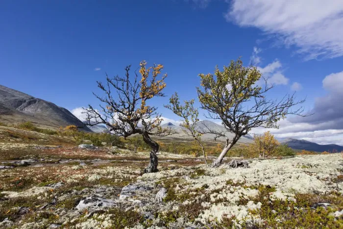 Framed Print : northren landscape with two birch trees in Straumbu Rondane NP, Straumbu, Rondane NP Framed Print : northren landscape with two birch trees in Straumbu Rondane NP, Straumbu, Rondane NP