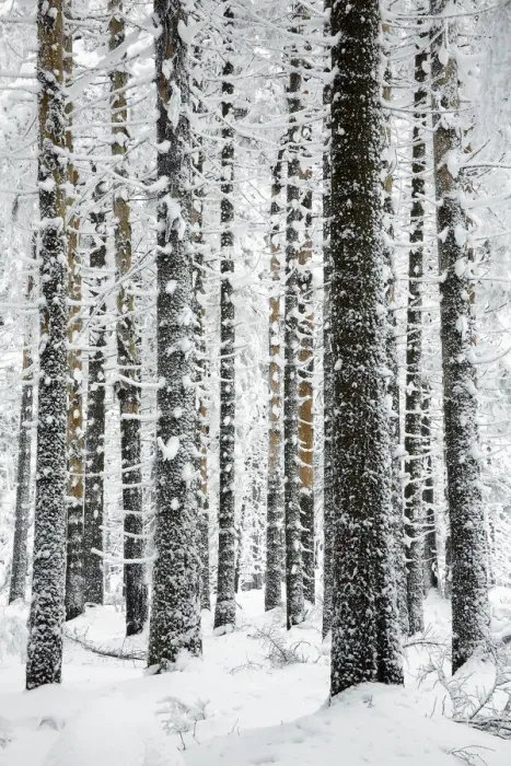 Framed Print : Norway Spruce (Picea abies) in snow, Brocken, Harz, Germany Framed Print : Norway Spruce (Picea abies) in snow, Brocken, Harz, Germany