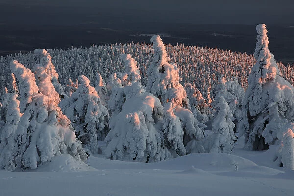 Norway Spruce(Picea abies) forest in snow at sunset, Brocken, Harz, Germany