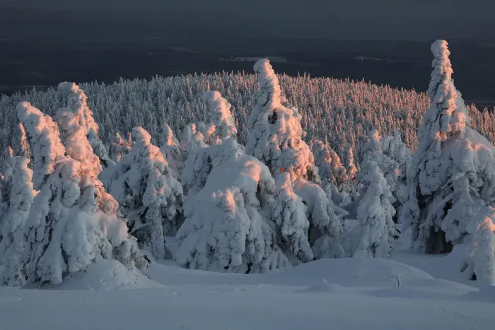 Framed Print : Norway Spruce(Picea abies) forest in snow at sunset, Brocken, Harz, Germany Framed Print : Norway Spruce(Picea abies) forest in snow at sunset, Brocken, Harz, Germany