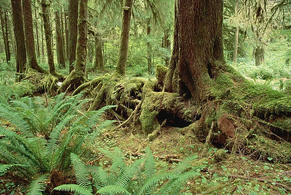 Nurse log stage five temperate rainforest, Olympic National Park, Washington
