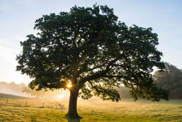 Framed Print : Oak tree (Quercus robur) at sunrise, Ashdown Forest, Sussex, United Kingdom Framed Print : Oak tree (Quercus robur) at sunrise, Ashdown Forest, Sussex, United Kingdom