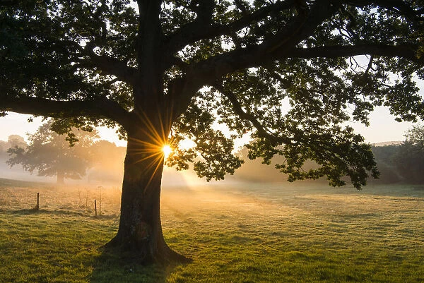 Oak tree (Quercus robur) at sunrise, Ashdown Forest, Sussex, United Kingdom
