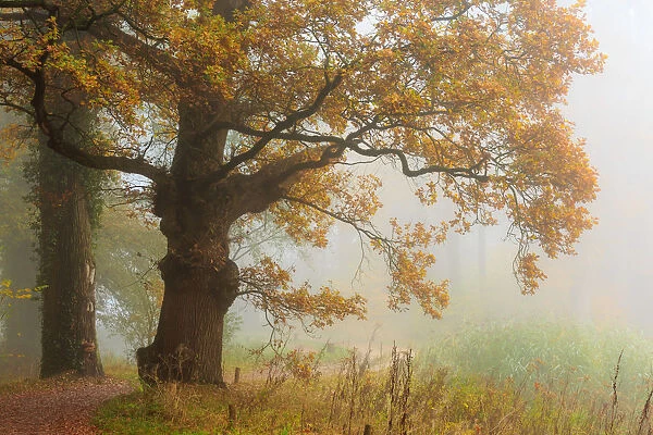 An old Oak tree (Genus Quercus) with autumn leaves in mist, Hof van Twente, Delden