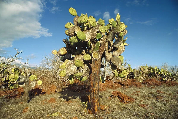 Opuntia (Opuntia echios) cactus Galapagos Islands National Park, Ecuador